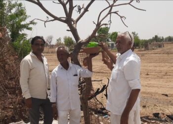 तखतगढ-श्री सादुॅलसिंहजी रोवाड़ा मंदिर उलारिया धाम प्रांगण मे किसानो ने पक्षियों के लिए लगाए परिंदे