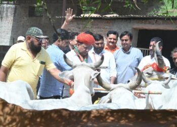 नाडोल- प्रधानमंत्री पद के 12 वर्ष पूर्ण होने पर बाली विधायक राणावत व पदाधिकरियों ने मंदिर में की आरती गायो को खिलाया हरा चारा