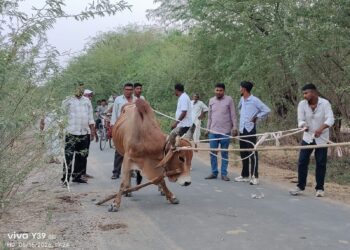 आहोर-नंदी महाराज को बंधनमुक्त करने के लिए चिलचिलाती धूप के बीच खेतों में दो घंटे दौड़ी गौ रक्षा फोर्स की टीम