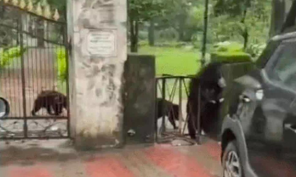 माउंट आबू में दिनदहाड़े आबादी क्षेत्र में दिखे भालू: मेजर शैतान सिंह पार्क से निकले मादा भालू और दो बच्चे, राहगीरों में मचा हड़कंप