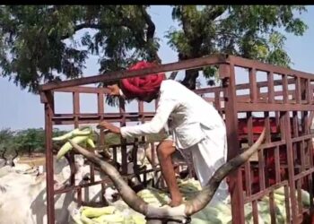 गौसेवा का अनूठा उदाहरण, श्री महावीर जीव दया मंडल नाणा ने 1000 किलो हरी ककड़ी व टिंडी का किया वितरण