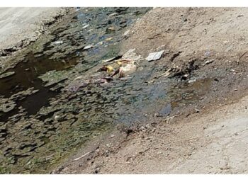 रानी-श्रीराम नगर कॉलोनी में सफाई व रोड लाइट की समस्या, कॉलोनीवासियों ने नगर पालिका को सौंपा ज्ञापन