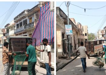 रानी नगर पालिका का आवारा कुत्तों की धरपकड़ अभियान, कई मोहल्लों में पकड़े गए कुत्ते