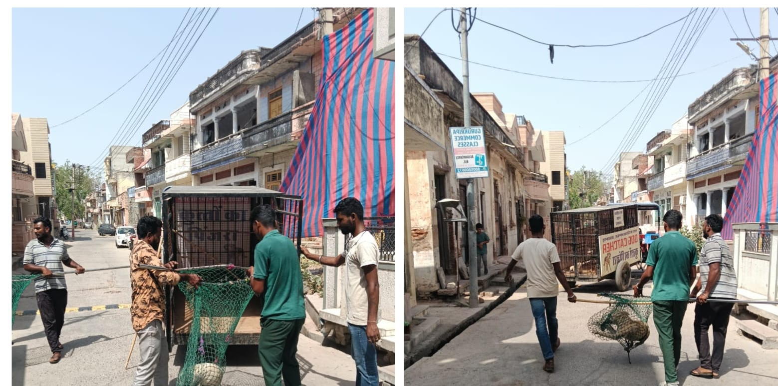 रानी नगर पालिका का आवारा कुत्तों की धरपकड़ अभियान, कई मोहल्लों में पकड़े गए कुत्ते