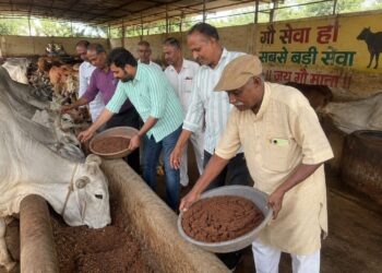 वट सावित्री पूर्णिमा पर गौमाताओं को खिलाई 5 क्विंटल लापसी, दो ट्रॉली हरे चारे का भी सहयोग*