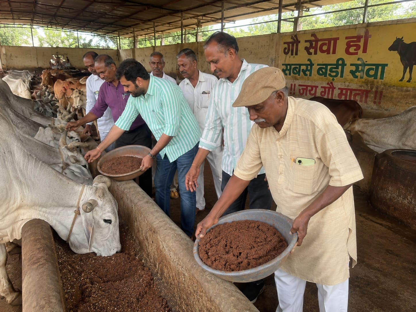 वट सावित्री पूर्णिमा पर गौमाताओं को खिलाई 5 क्विंटल लापसी, दो ट्रॉली हरे चारे का भी सहयोग*