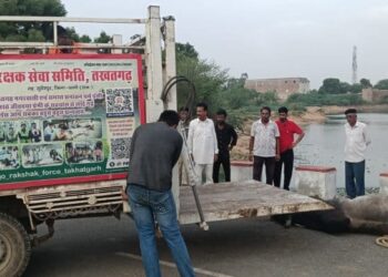 तखतगढ-दो नंदी महाराज की आमने सामने भिड़ंत मे एक गिरा तालाब मे,नगरपालिका एव गौ रक्षक टीम ने रेस्क्यू कर सुरक्षित निकाला बाहर