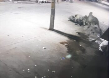 तखतगढ-नगर मे घुमते बेसहारा दो नंदीयो ने आपस मे लडते-लडते बाइक सवारो पर किया हमला,दोनो युवक गंभीर घायल महावीर अस्पताल मे उपचार जारी,एक की हालात गंभीर