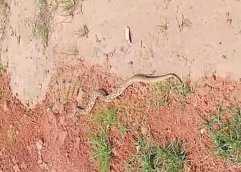 बारवा ग्राम में जहरीला रसल वाइपर प्रजाति का सांप घुसा घर मे, सुरक्षित हुआ रेस्क्यू
