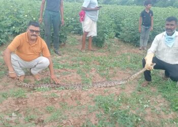 कोट बालियान में 10 फीट लंबे अजगर का हुआ सुरक्षित रेस्क्यू