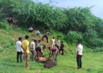 कुत्तों से बचकर भाग रही नीलगाय कुएं में गिरी:वन विभाग ने ग्रामीणों की मदद से बड़ी मशक्कत से निकाला