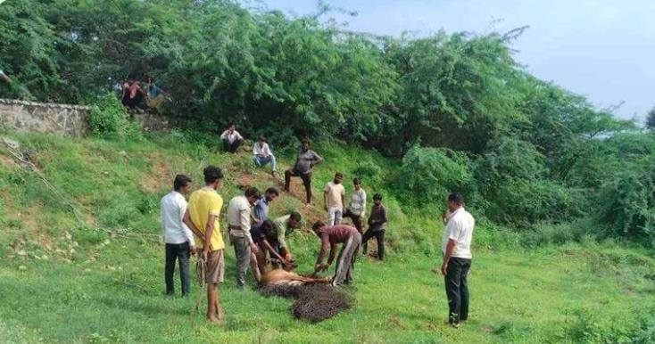 कुत्तों से बचकर भाग रही नीलगाय कुएं में गिरी:वन विभाग ने ग्रामीणों की मदद से बड़ी मशक्कत से निकाला