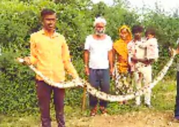 हमीरपुरा में कृषि कुएं पर आए 10 फीट लंबे अजगर का रेस्क्यू