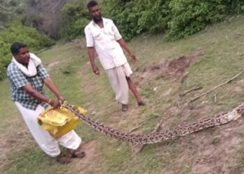 भीमाना में सरपंच प्रशासक के घर घुसा 10 फीट से अधिक लंबा अजगर, वन मित्र ने किया सुरक्षित रेस्क्यू