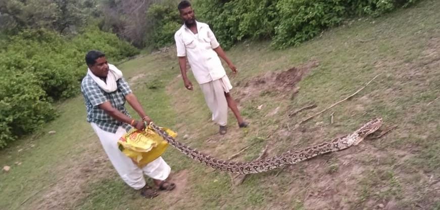 भीमाना में सरपंच प्रशासक के घर घुसा 10 फीट से अधिक लंबा अजगर, वन मित्र ने किया सुरक्षित रेस्क्यू