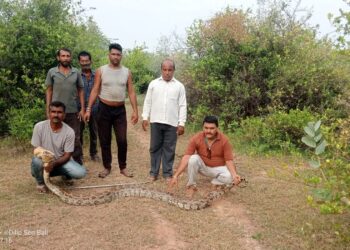 बाली-मादरा गांव में 15 फीट लंबे अजगर का हुआ रेस्क्यू