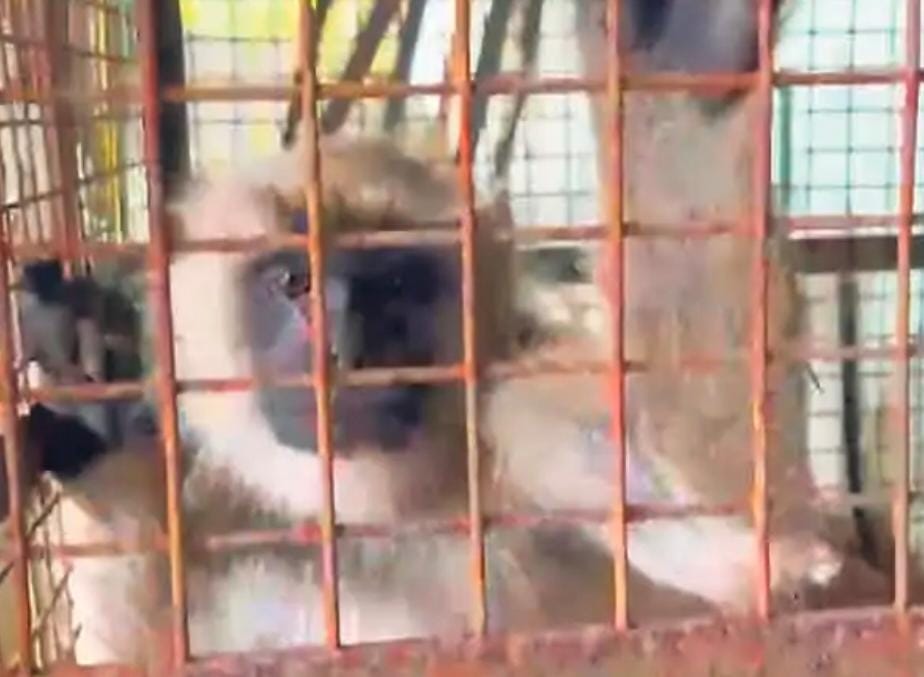 दो लोगों को घायल करने वाला बंदर पकड़ा गया, 18 घंटे में वन विभाग को मिली सफलता