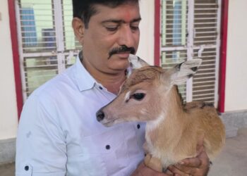 बड़गांव-नीलगाय में भी दिखा ममतामय मिलन,तीन दिन बाद माँ से मिला नीलगाय का बच्चा
