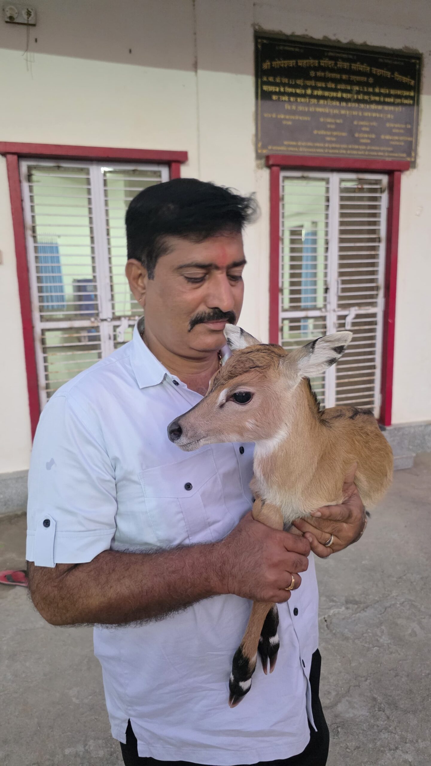 बड़गांव-नीलगाय में भी दिखा ममतामय मिलन,तीन दिन बाद माँ से मिला नीलगाय का बच्चा