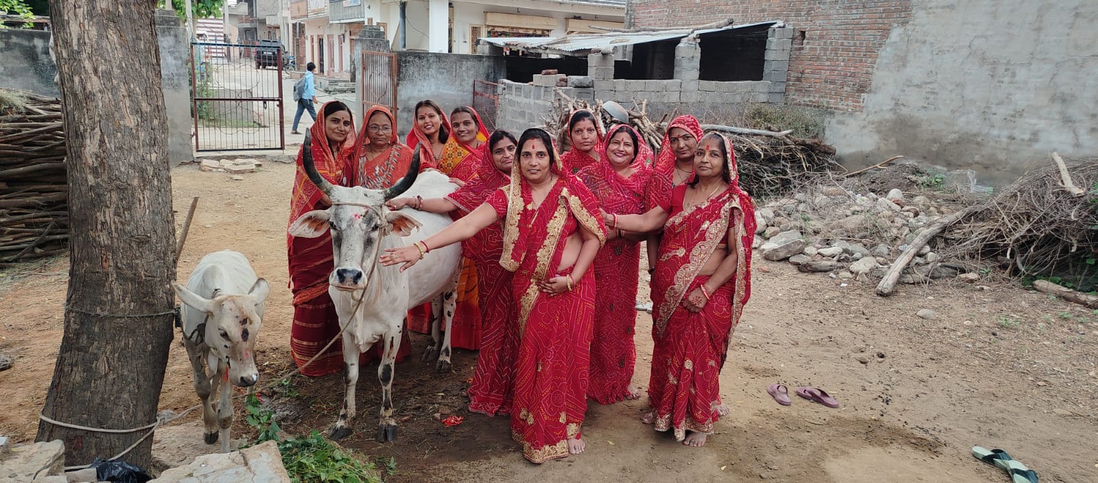 चामुंडेरी में संतान की लंबी उम्र के लिए माताओ ने गाय बछड़े की पूजा कर बच्छ बारस का व्रत रखा