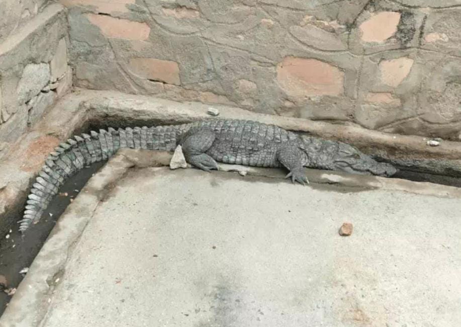 वीरवाड़ा में शमशान घाट की गली में दिखा मगरमच्छः वन विभाग ने किया सफल रेस्क्यू, ग्रामीणों ने ली राहत की सांस