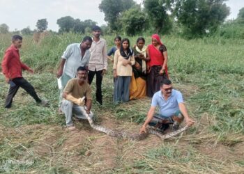 कोट बालियान गांव में 10 फिट लंबे अजगर का हुआ रेस्क्यू, कृषि कुए पर काम कर रहे लोगो को दिखाई दिया था अजगर
