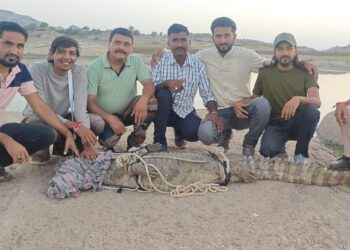 लालपुरा ग्राम में मगरमच्छ का हुआ सुरक्षित रेस्क्यू,जवाई बांध में छोड़ा