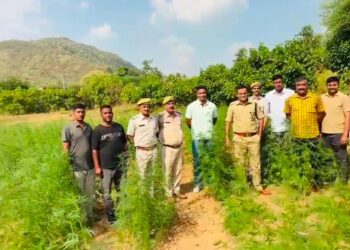 रोहिडा-पुलिस ने मक्का-सौंफ के खेत से 2950 किलो गांजा पकड़ा: चार आरोपी गिरफ्तार, NDPS एक्ट में मामला दर्ज कर पूछताछ शुरू