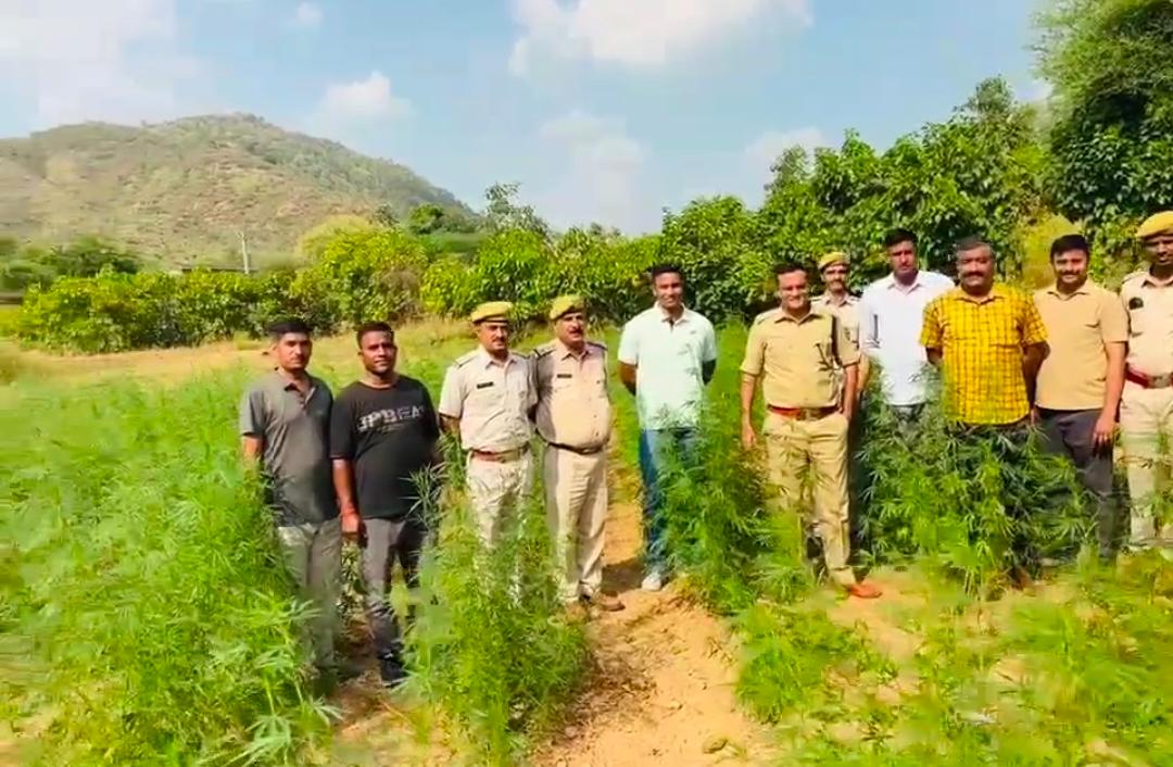 रोहिडा-पुलिस ने मक्का-सौंफ के खेत से 2950 किलो गांजा पकड़ा: चार आरोपी गिरफ्तार, NDPS एक्ट में मामला दर्ज कर पूछताछ शुरू